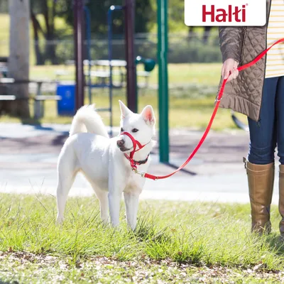 Hund med rød Halti-sele og line, ført af en person. Halti-logo øverst til højre synligt.