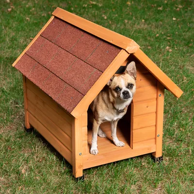 Cuccia in legno per cani con tetto rosso, cane all'ingresso. Adatta per esterni su prato.
