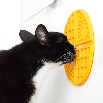 Gatto bianco e nero lecca un tappetino giallo fissato a una parete.