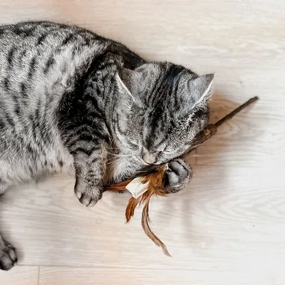 Grey cat playing with a feather toy on light wooden floor.