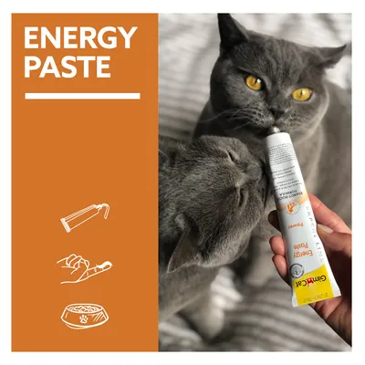 GimCat Energy Paste macskáknak, közvetlen alkalmazás tubusból. Két szürke macska nyalja a pasztát. Balra: ikonok tubushoz, kézhez és etetőtálhoz.