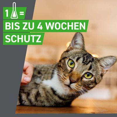 1 Pipette entspricht bis zu 4 Wochen Schutz.