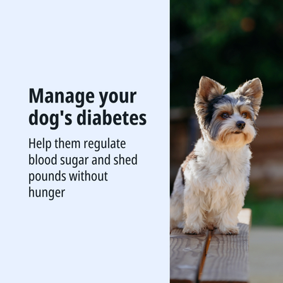 Gestione del diabete per cani: regolazione della glicemia e perdita di peso senza sensazione di fame