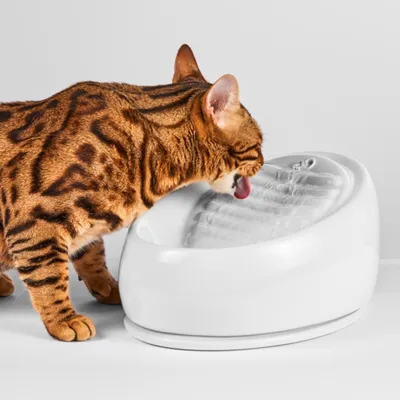 Katt dricker ur en vit dricksfontän med rinnande vatten. Katt dricker ur en vit dricksfontän med rinnande vatten.