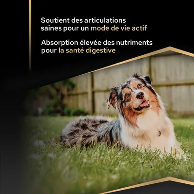 Favorise des articulations saines pour un mode de vie actif et une absorption élevée des nutriments pour la santé digestive. Image d’un chien dans un pré.