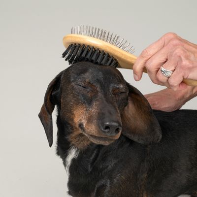 kooa Brosse de soin du pelage 2-en-1 - L 22 x l 6,5 x H 7 cm