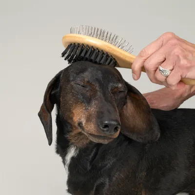 kooa Brosse de soin du pelage 2-en-1 - L 22 x l 6,5 x H 7 cm
