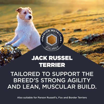 Jack Russel teriér. Špeciálne prispôsobené na podporu agility a svalnatého telesného stavu. Vhodné aj pre Parson Russell, Fox a Border teriéra.