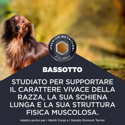 BASSOTTO. Sviluppato per il sostegno del carattere vivace, della schiena lunga e della struttura muscolare. Adatto anche per Welsh Corgi e Dandie Dinmont Terrier.