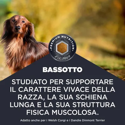 BASSOTTO. Sviluppato per il sostegno del carattere vivace, della schiena lunga e della struttura muscolare. Adatto anche per Welsh Corgi e Dandie Dinmont Terrier.