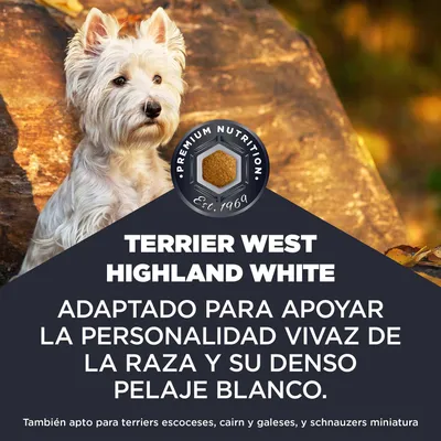 Terrier West Highland White. Adaptado para apoyar la personalidad vivaz y el denso pelaje blanco. También adecuado para terriers escoceses, Cairn y Welsh, así como para schnauzers miniatura.