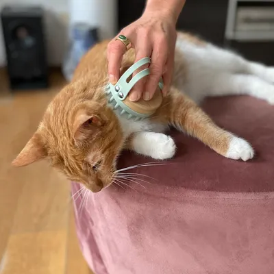 Cepillo de mano con púas de silicona y base de madera usado sobre un gato naranja y blanco tumbado en un puff rosa.
