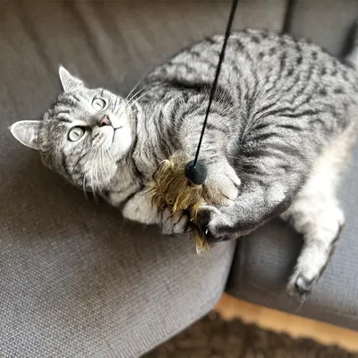 Gato gris juega con un juguete en una cuerda, compuesto de pelo y una bola negra.