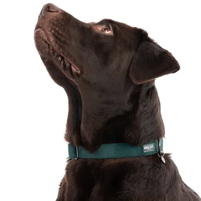 Brun hund med grønt halsbånd fra Nomad Tales, synligt logo på halsbåndet.