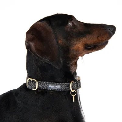 Hond met Nomad Tales My Story halsband in donker stoffen design en goudkleurige metalen ringen.