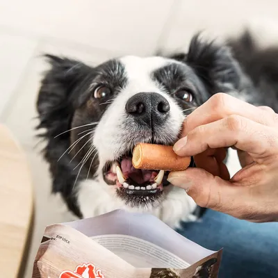 Un cane viene nutrito con uno snack da una confezione aperta. Una mano tiene lo snack davanti alla bocca del cane.