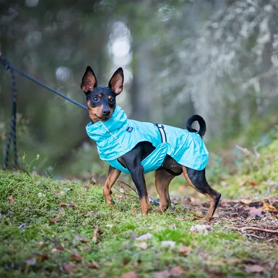 Hund im blauen Regenmantel mit reflektierendem Streifen, geeignet für Spaziergänge bei nassem Wetter.