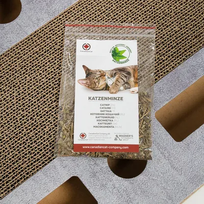 Katzenminze von CanadianCat Company. Mehrsprachige Bezeichnungen: Catnip, Cataire, Gattai, Kattenkruid. Mit Aktiviert-Siegel und Website www.canadiancat-company.com sichtbar.