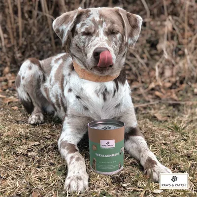 Paws & Patch Seealgenmehl in grüner Verpackung, präsentiert vor einem Hund mit geschecktem Fell auf einer Wiese.