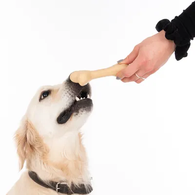 Cane riceve un gioco da masticare a forma di osso in plastica da una mano.