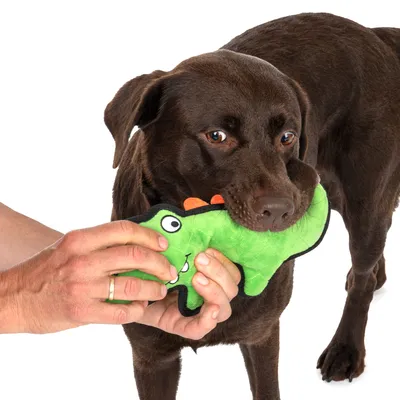 Cane marrone tiene in bocca un gioco di peluche verde a forma di coccodrillo, mentre una mano tiene il gioco.