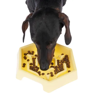Chien noir mangeant des croquettes dans une gamelle jaune en plastique à motifs en relief visibles, vue de dessus.