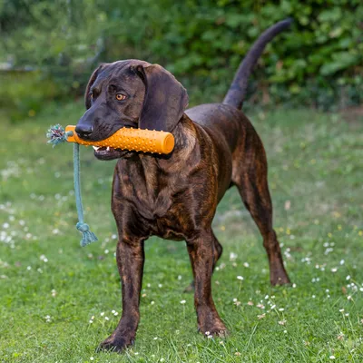 Hund spielt mit orangefarbenem Spielzeug aus Kunststoff mit Noppen und befestigtem Seil im Garten.