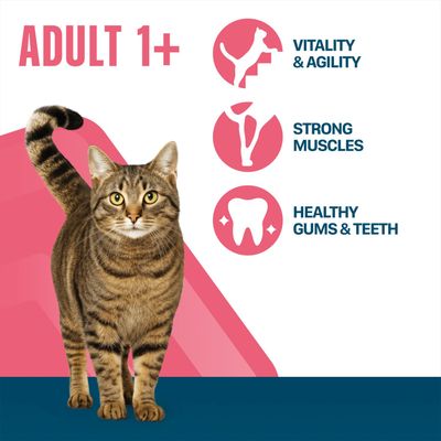 ADULT 1+, Vitality & Agility, Strong Muscles, Healthy Gums & Teeth. Image of a tabby cat.