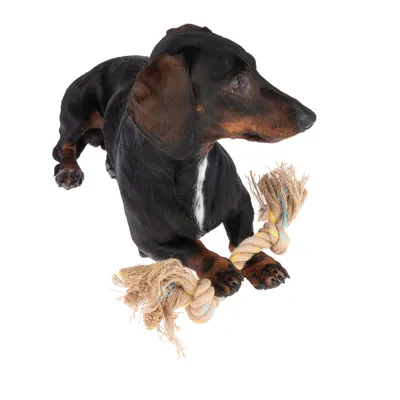 Cane gioca con un gioco da masticare in corda. Giocattolo in corda naturale intrecciata con frange alle estremità.