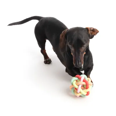 Chien teckel noir jouant avec une balle en plastique tressée multicolore sur fond blanc. Le jouet est composé d’anneaux entrelacés de différentes couleurs pastel.