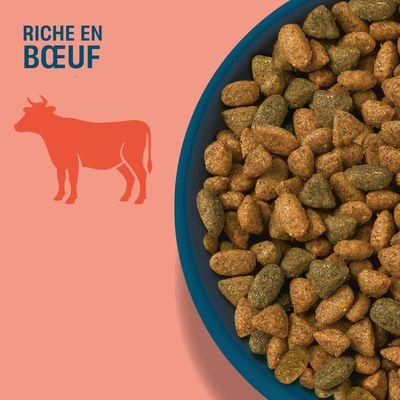 Bol avec des croquettes brunes et vertes, à côté le texte : RICHE EN BŒUF et la silhouette d'une vache.