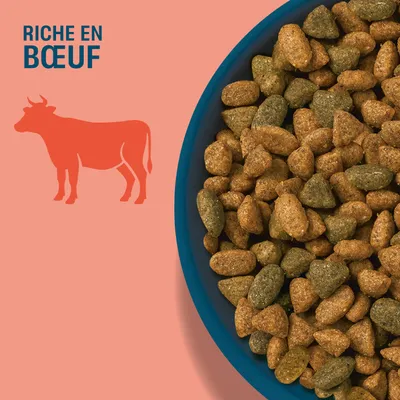 Bol avec des croquettes brunes et vertes, à côté le texte : RICHE EN BŒUF et la silhouette d'une vache. Bol avec des croquettes brunes et vertes, à côté le texte : RICHE EN BŒUF et la silhouette d'une vache.