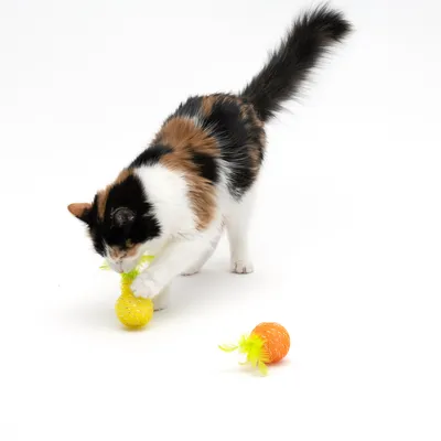 Chat tricolore jouant avec deux balles pour chat, une jaune et une orange, ornées de plumes jaunes. Les jouets sont posés sur un fond blanc.