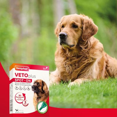 Beaphar VETOplus Spot-On für Hunde bis 30kg, Schutz vor Flöhen, Zecken, Mücken und Herbstgrasmilben. Mit Pyrethrum aus der Chrysantheme, 3 Anwendungen.