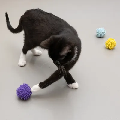 Svart katt leker med en lila boll av mjukt material, bredvid en gul och en blå boll på grått golv.