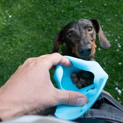 En hand håller en blå silikonpåse med hundgodis medan en hund tittar uppmärksamt på den. Passar för resor och enkel utfodring.
