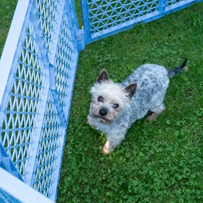 Blue plastic outdoor enclosure with mesh walls, set up on a lawn.