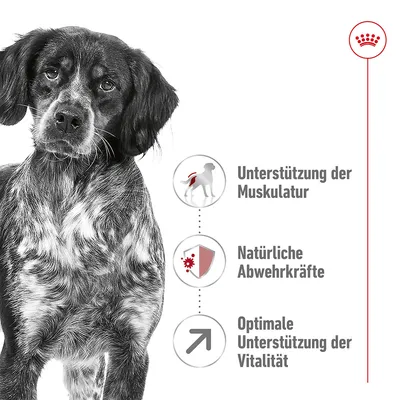 Pes s tremi prednostmi izdelka: podpora mišicam, naravna odpornost, optimalna podpora vitalnosti. Royal Canin logotip zgoraj desno.