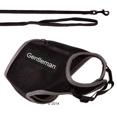 Harnais noir pour chien avec liseré gris, étiquette visible « Gentleman » et laisse assortie en tissu noir avec mousqueton métallique. Harnais noir pour chien avec liseré gris, étiquette visible « Gentleman » et laisse assortie en tissu noir avec mousqueton métallique.