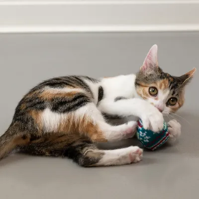 Katze spielt mit einem bunten Spielzeugball. Produkt zeigt Nutzung eines Katzenspielzeugs.