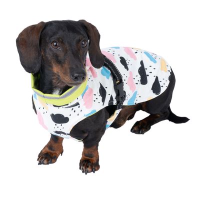 Dachshund wearing a white dog jacket with colourful cloud and raindrop pattern, green collar and black fastening.