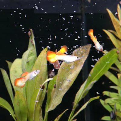 Drei Guppys mit orangefarbenen Flossen schwimmen in einem Aquarium mit grünen Pflanzen und kleinen Futterpartikeln.
