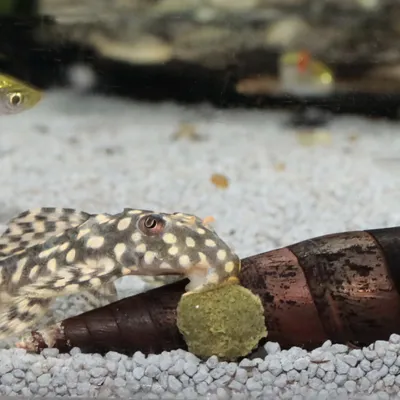 Poisson d’aquarium tacheté mangeant une pastille de nourriture au fond du bac, posé sur un décor en forme de coquillage marron.