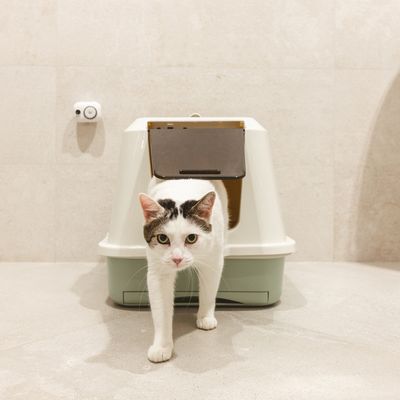 Gesloten kattenbak met klep, wit-groen, op badkamer vloer. Kat verlaat de bak via de klep.