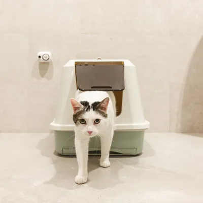 Chat sortant d'une maison de toilette pour chat avec porte battante, bac en plastique bicolore blanc et vert clair, posée sur un sol carrelé beige. Chat sortant d'une maison de toilette pour chat avec porte battante, bac en plastique bicolore blanc et vert clair, posée sur un sol carrelé beige.