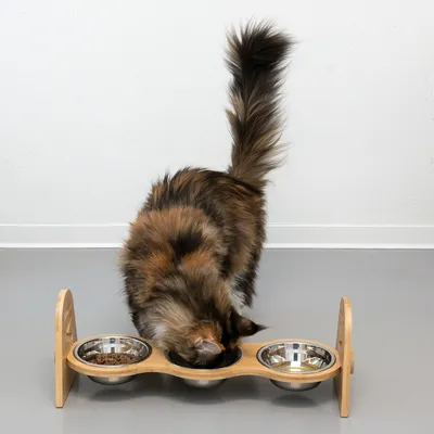 Chat mangeant dans une gamelle triple sur support en bois, deux écuelles en métal visibles avec nourriture et eau, troisième bol vide. Chat mangeant dans une gamelle triple sur support en bois, deux écuelles en métal visibles avec nourriture et eau, troisième bol vide.
