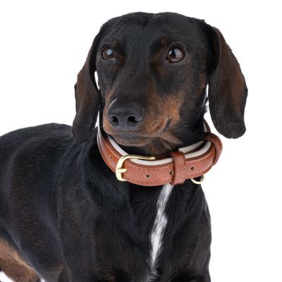 Ciemnobrązowy pies z brązową skórzaną obrożą i złotą klamrą. Widoczna obroża z białą wyściółką.