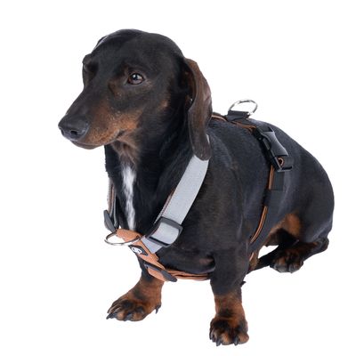 Teckel portant un harnais noir et gris avec boucles en plastique et anneaux métalliques visibles, assis de profil sur fond blanc.