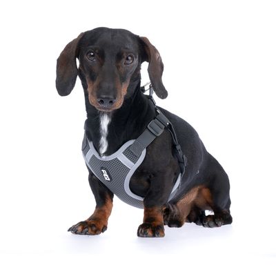 Chien noir et feu portant un harnais gris avec la marque EzyDog visible sur le devant. Harnais en tissu avec sangles réglables et attache dorsale.