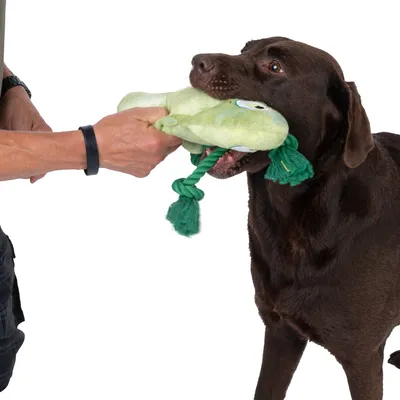Hund spielt mit grünem Plüschspielzeug in Form eines Frosches, gehalten von einer Person. Spielzeug hat geflochtene Seile als Details.